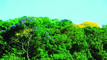 Censo biológico con moscas