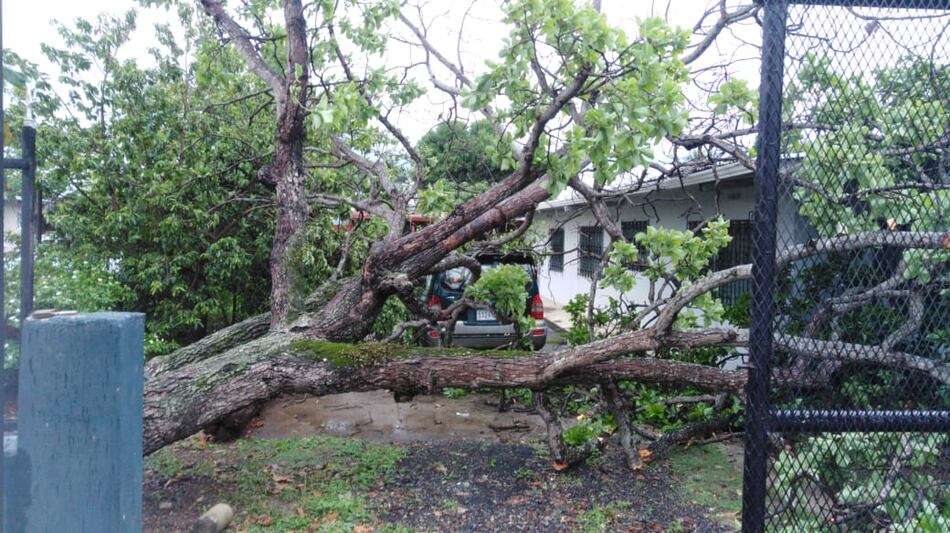 Fuerte aguacero deja varios deslaves y árboles caídos