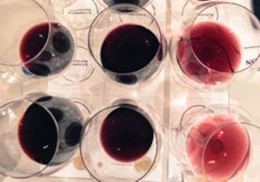 Jóvenes eligen el vino de la temporada