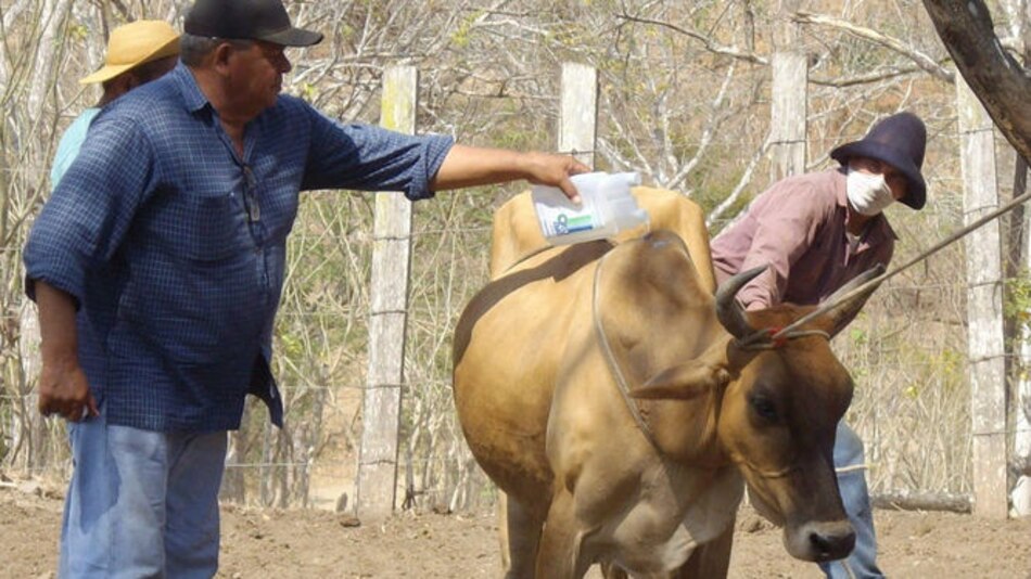 Vacunan a más de 180 mil reses en Los Santos
