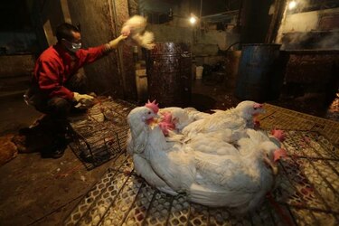 China confía en poder controlar brote de gripe aviaria