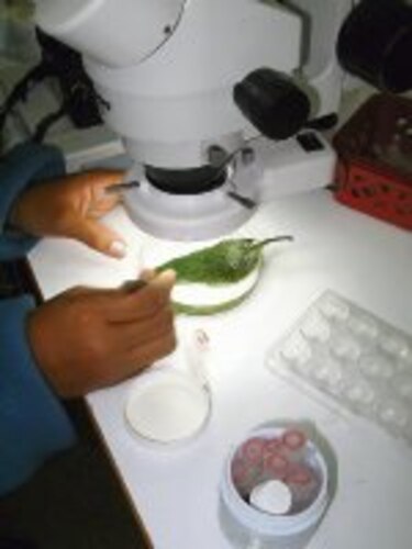 Bioindicadores de calidad