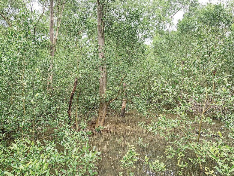 Manglares de Juan Díaz empiezan a recuperarse