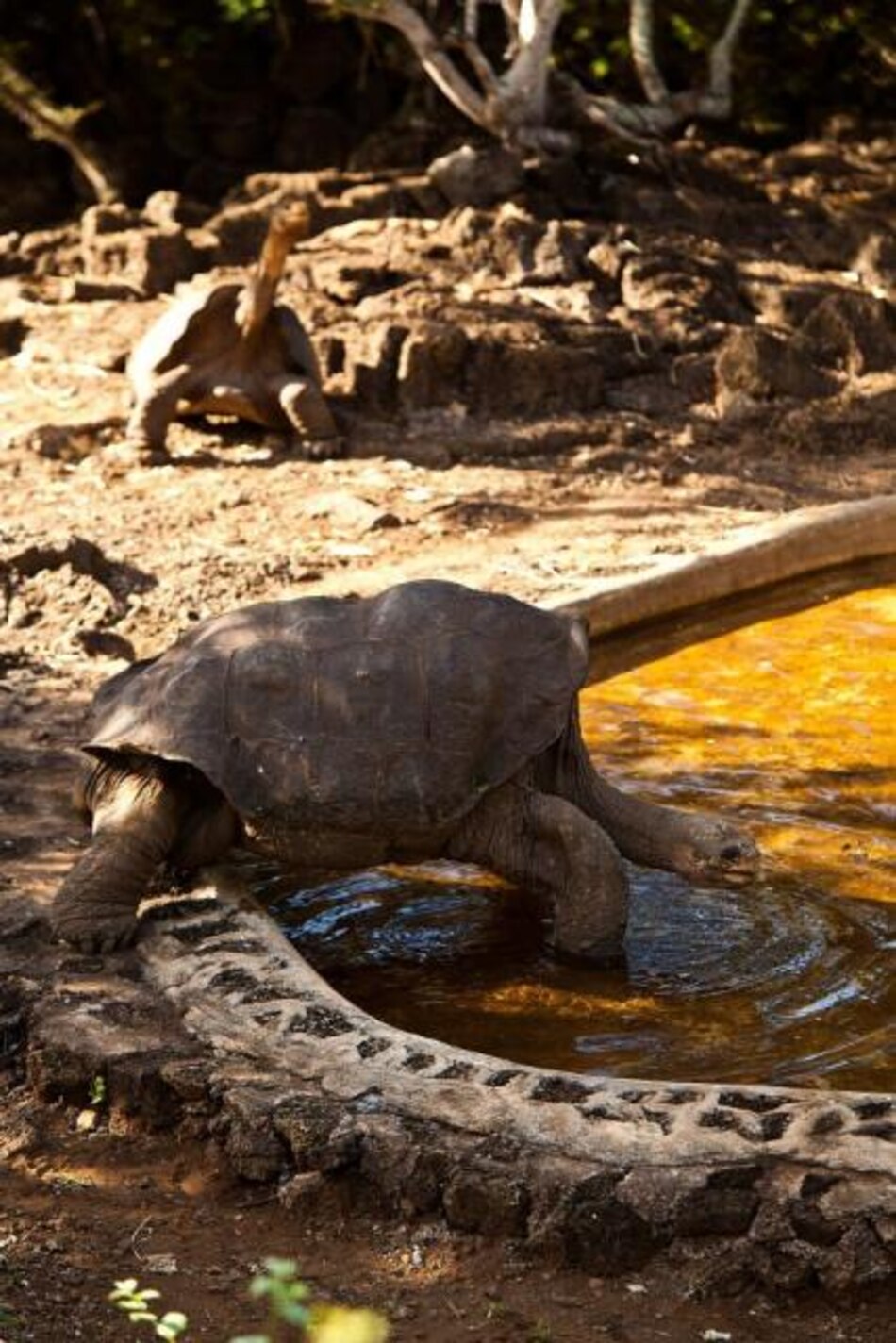 Muere en Galápagos el 'Solitario Jorge', última tortuga de su especie