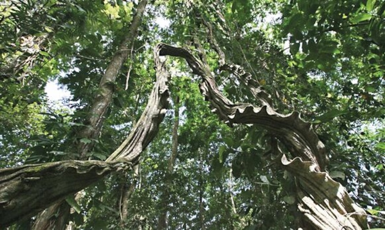 Nueva comarca ocupará áreas protegidas en Bocas del Toro y Chiriquí