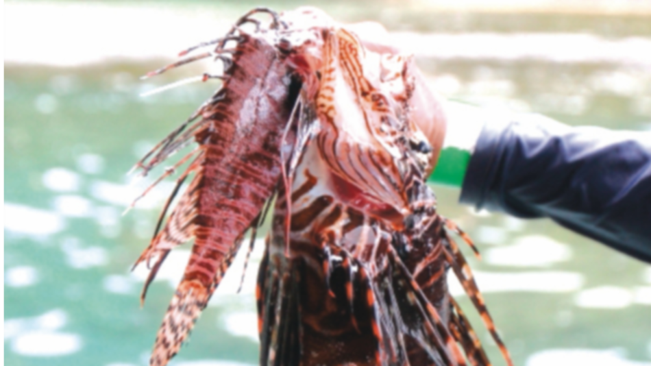 Suez abrió paso a las especies invasoras hacia el Mediterráneo