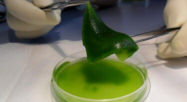 Científicos chilenos crean 'tejido verde' capaz de regenerar la piel humana