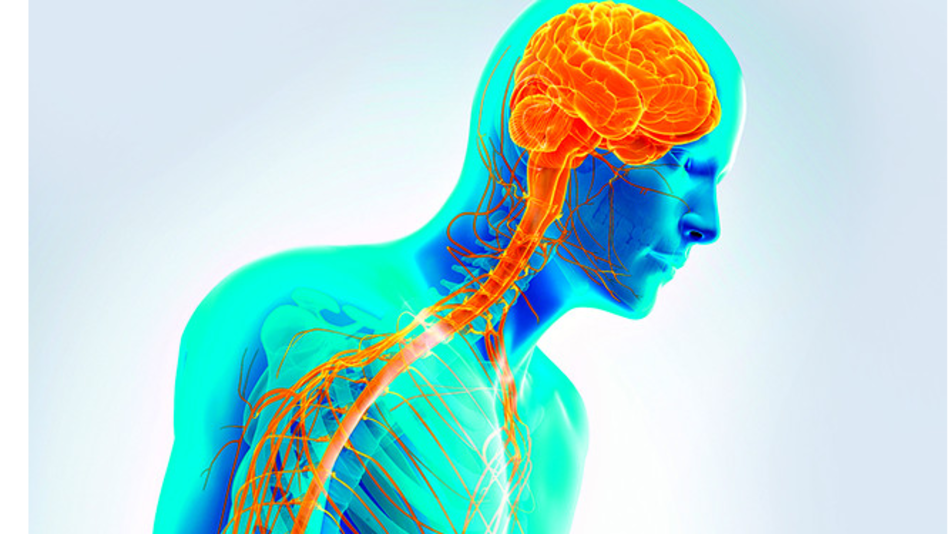 El rol de una proteína en el Parkinson