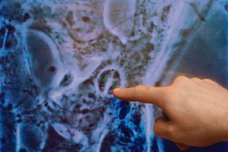 La lucha contra la malaria