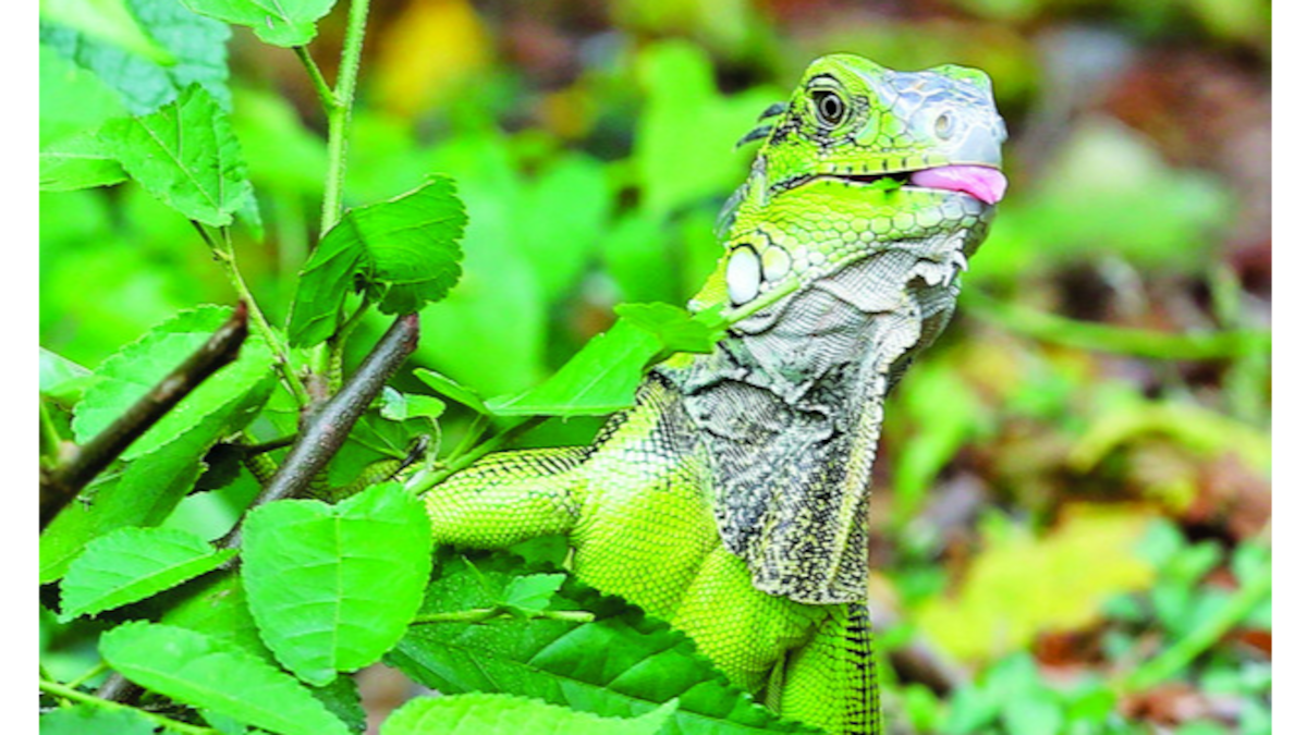 Conservación de la flora y la fauna, un reto de la humanidad