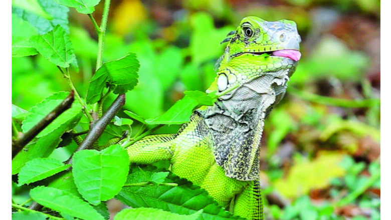 Conservación de la flora y la fauna, un reto de la humanidad