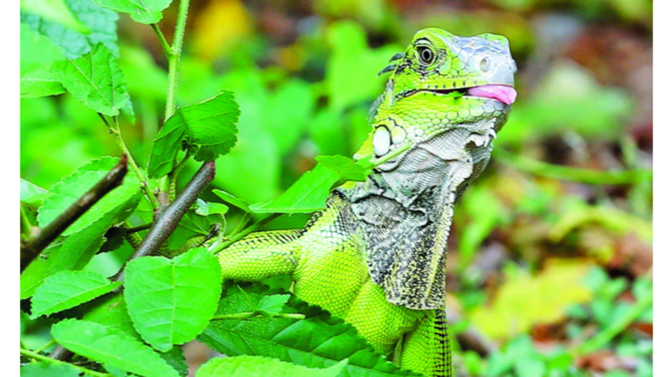 Conservación de la flora y la fauna, un reto de la humanidad