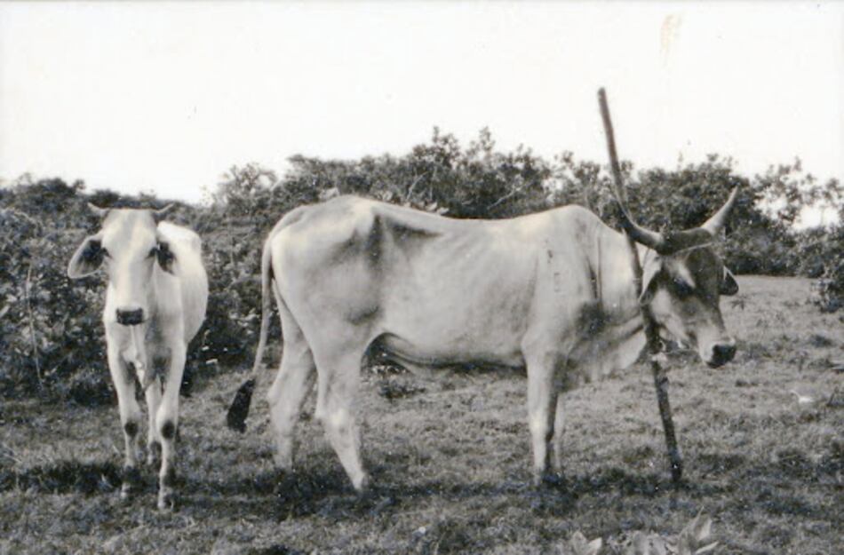 La extraña criatura del verano de 1955