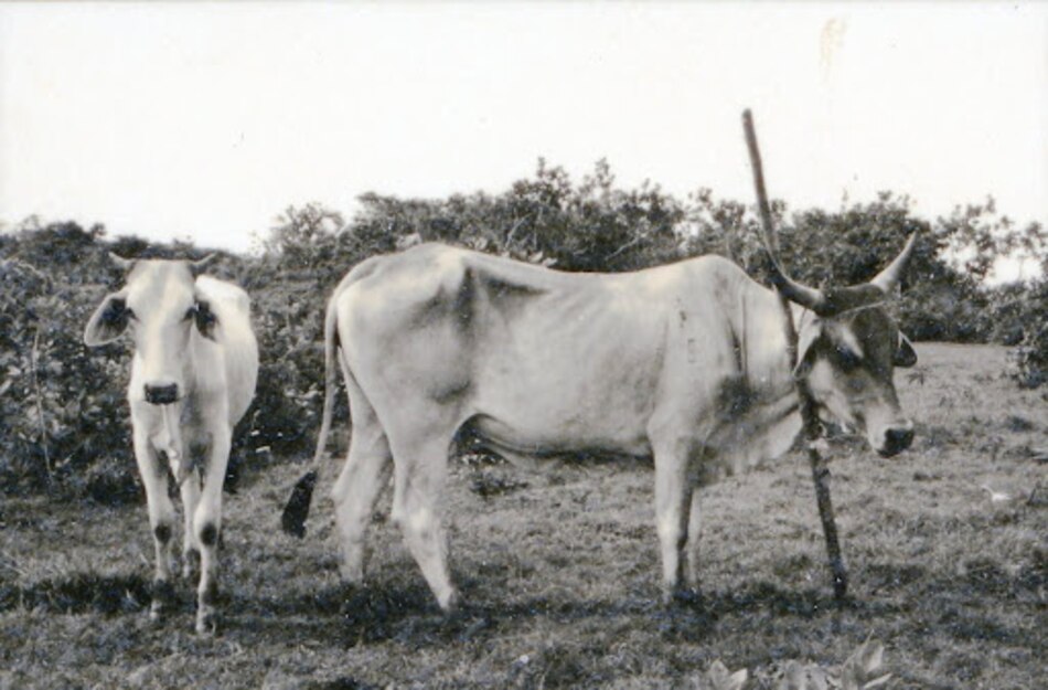 La extraña criatura del verano de 1955