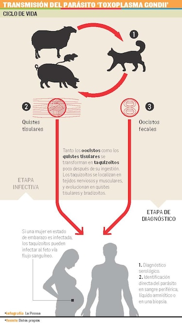 Por la convivencia con mascotas sanas