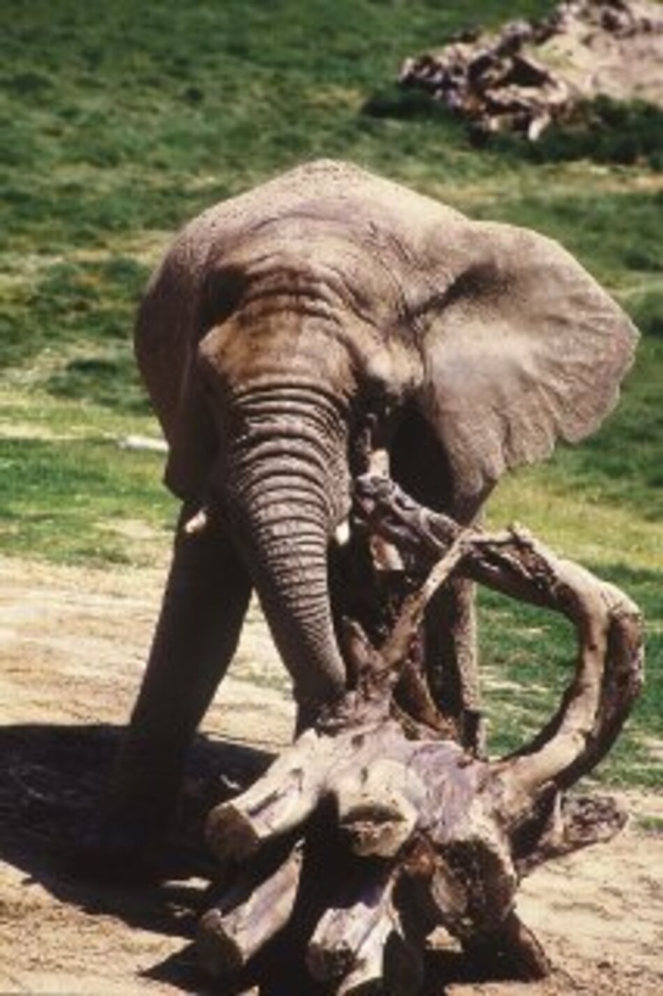 Elefantes temen a las hormigas