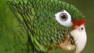 Liberan a la vida silvestre 15 cotorras puertorriqueñas