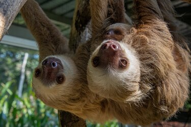 Todo sobre los perezosos en Panamá: especies, curiosidades y amenazas