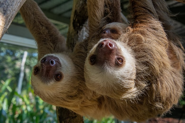 Todo sobre los perezosos en Panamá: especies, curiosidades y amenazas