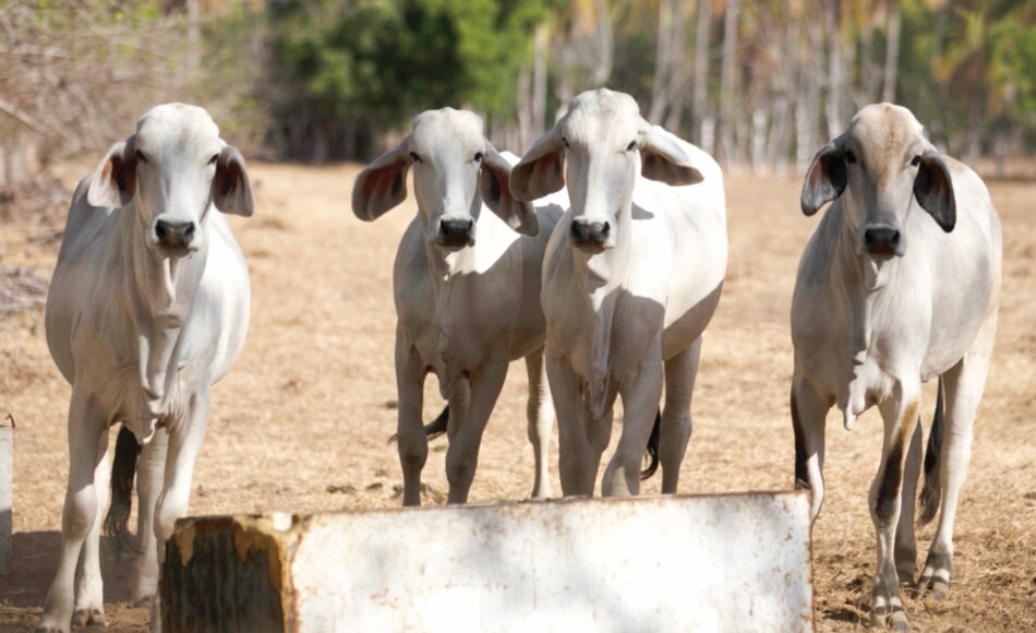 Mesas agroclimáticas para orientar a productores por el cambio del clima