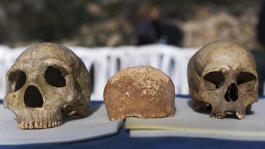 Cráneo prehistórico, pieza clave 'del rompecabezas' en la historia de la humanidad