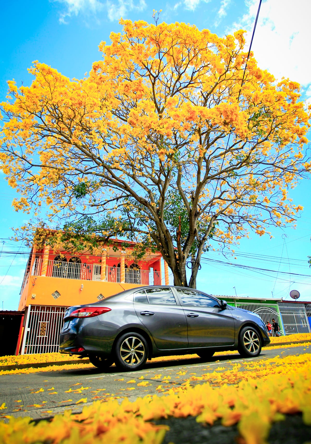 Guayacán