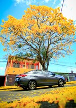 Cuando la ciudad respira amarillo: la magia del guayacán en pleno verano
