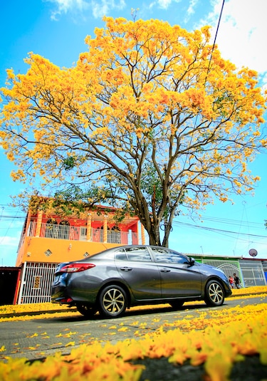 Cuando la ciudad respira amarillo: la magia del guayacán en pleno verano