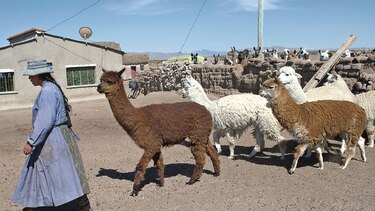 El mundo perdido de los pastores de llamas