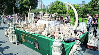 Pulverizan marfil en Central Park