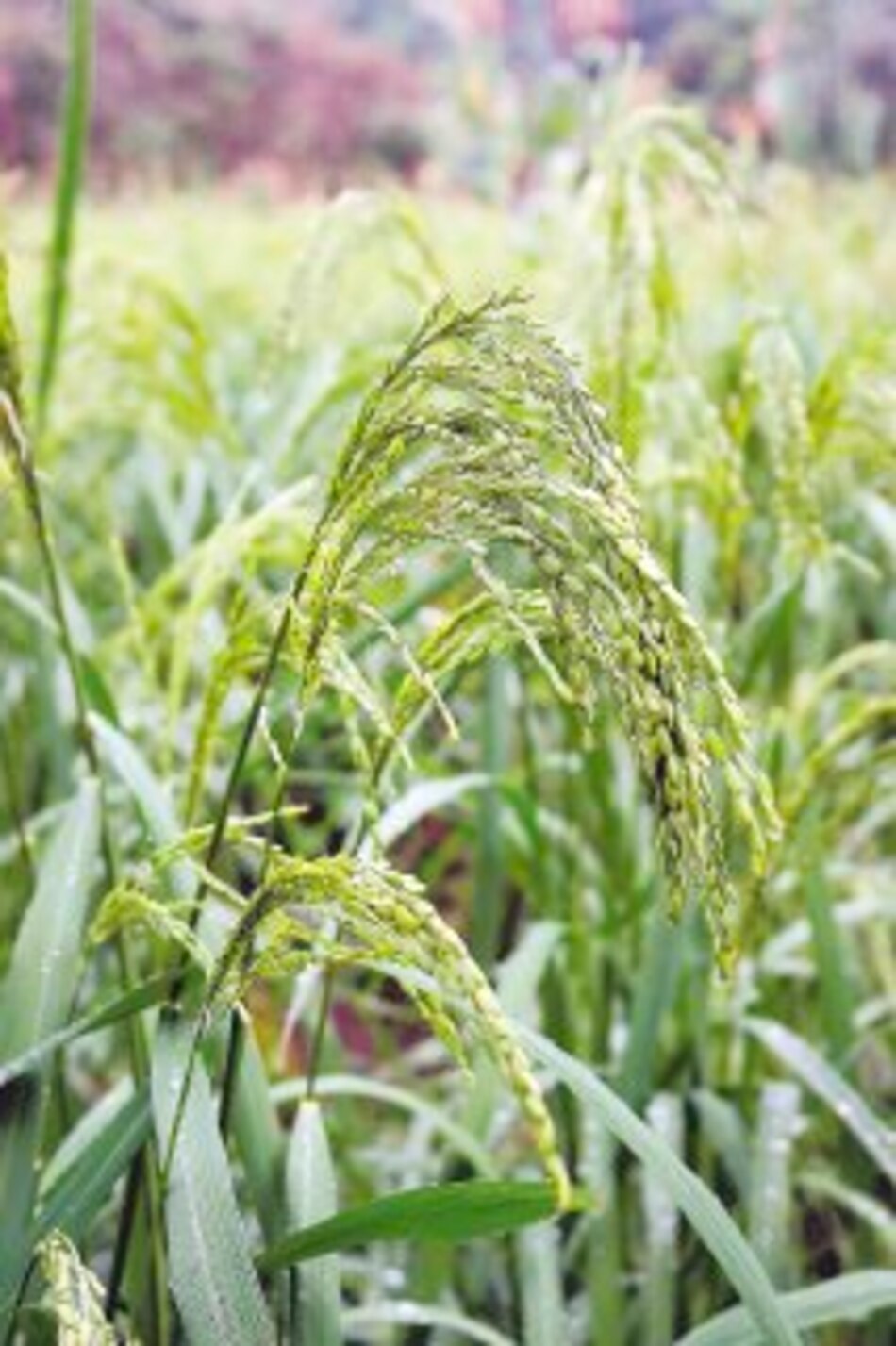 Brote de spinky amenaza producción