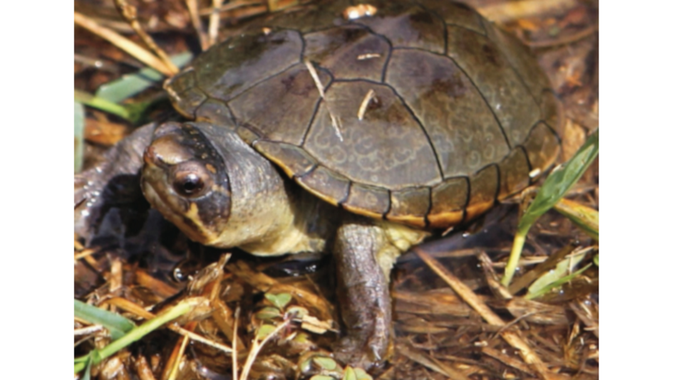 Una tortuga se suma a las especies endémicas