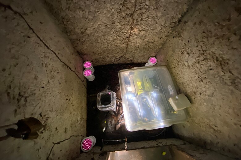 Las presas pequeñas acosan a los depredadores... y ganan