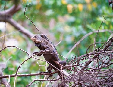 Especie invasora de América amenaza a iguana de las Antillas