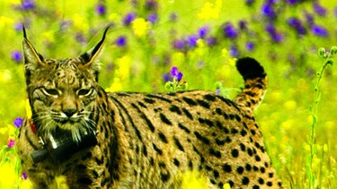 El lince ibérico hace su ‘comeback’ en España