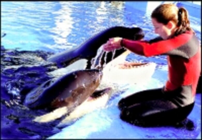 Sea World sin pintas rosas