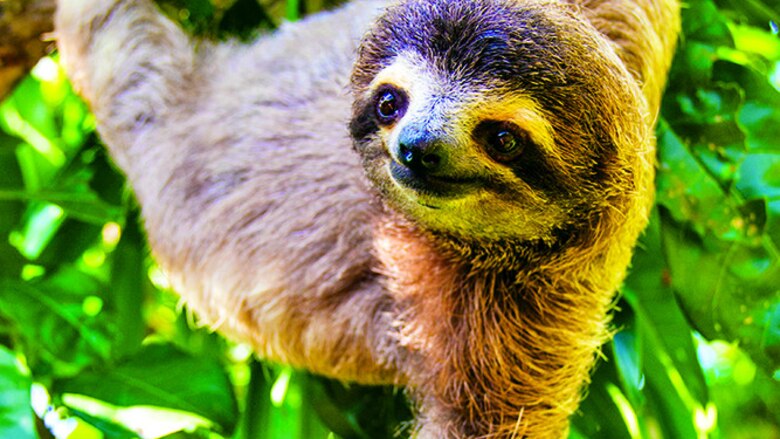 Todo sobre los perezosos en Panamá: especies, curiosidades y amenazas
