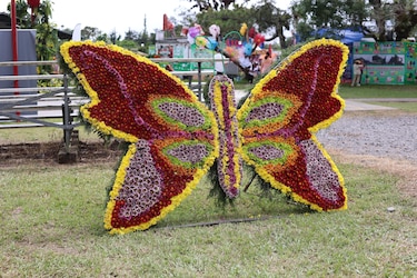 Más de un millón de flores adornan a la comunidad de Volcán en Tierras Altas