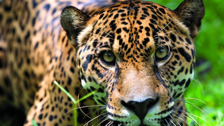 Inventario de flora y fauna