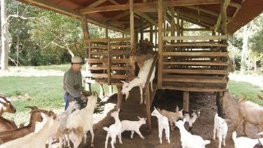 Promueven ventajas de la leche de cabra