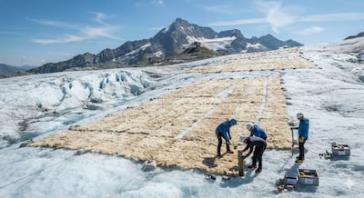 Descubrimiento: Suiza prueba mantas de lana biodegradables para proteger sus glaciares