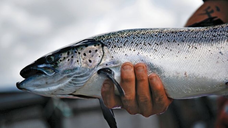 Aprueban exportación de salmón transgénico