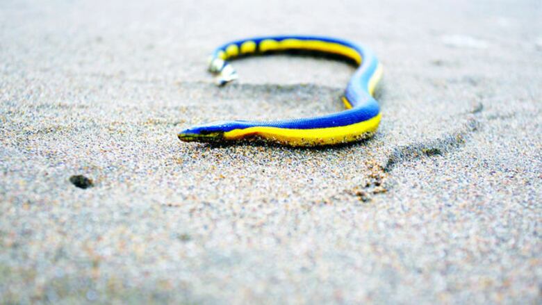 Un pacífico salvaje