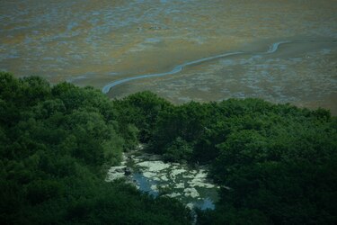 Dos anteproyectos de ley ponen en peligro manglares de la bahía de Panamá