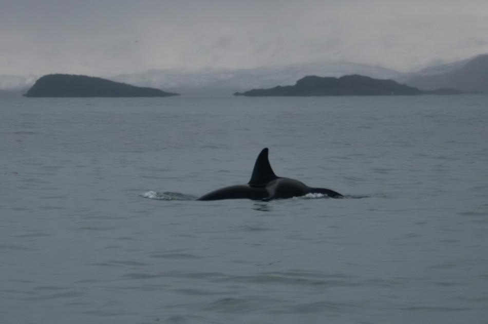 Septiembre oceánico 2025: Seguridad, biodiversidad y límites marinos
