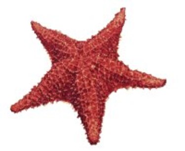 Estrellas limpiadoras limpiadoras