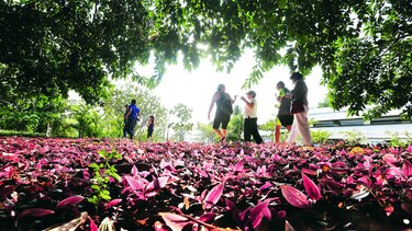 La extensión viviente del biomuseo