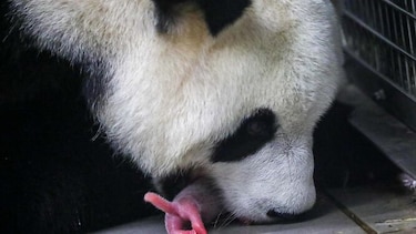 Nacen dos pandas gigantes gemelos en Bélgica