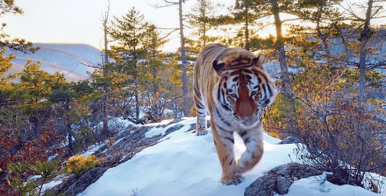 10 series para la cuarentena