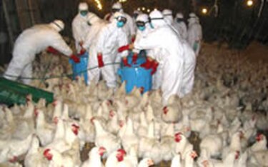 Japón confirma el brote del virus de gripe aviar